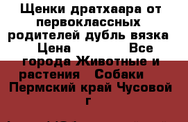 Щенки дратхаара от первоклассных  родителей(дубль вязка) › Цена ­ 22 000 - Все города Животные и растения » Собаки   . Пермский край,Чусовой г.